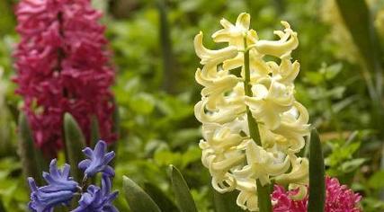 表示努力的花花语是什么？努力的花代表什么含义？