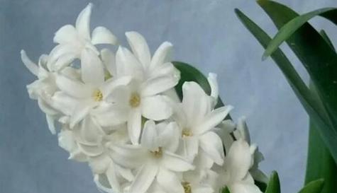 表示歉意的花有哪些？花语中歉意的花代表什么？