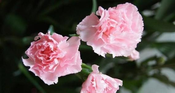 表示请求原谅的花花语是什么？如何用花表达歉意？