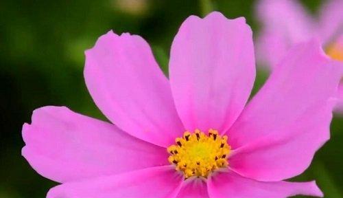 表示请求原谅的花花语是什么？如何用花表达歉意？