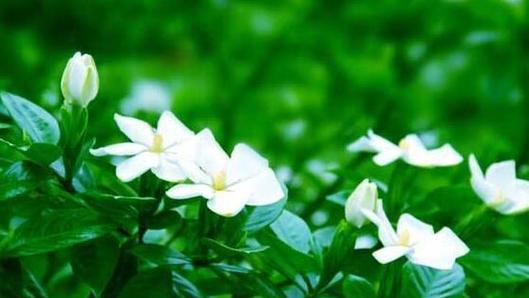 表示请求原谅的花花语是什么？如何用花表达歉意？
