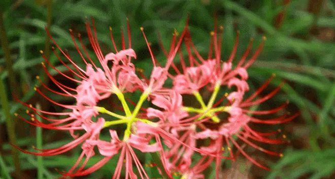 表示伤感的花有哪些？花语中伤感的花代表什么含义？