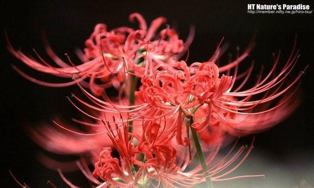 表示伤感的花有哪些？花语中伤感的花代表什么含义？