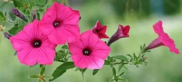 表示生命的花花语是什么？生命的花有哪些含义？