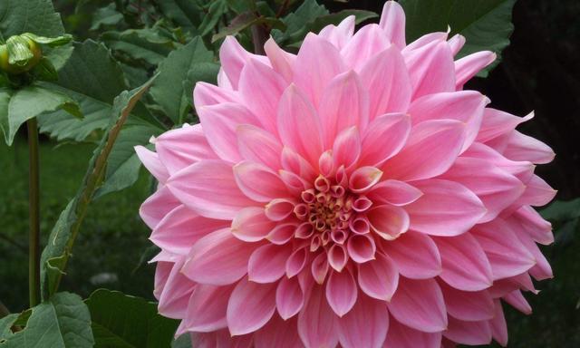 表示失望的花花语是什么？为什么人们会用花来表达失望？