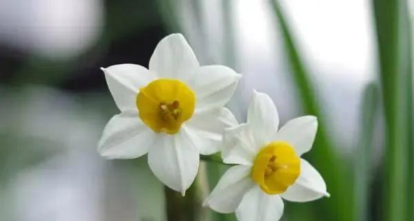 守护的花有哪些？表示守护的花花语是什么？