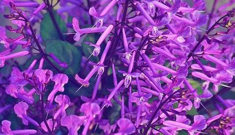 守护的花有哪些？表示守护的花花语是什么？