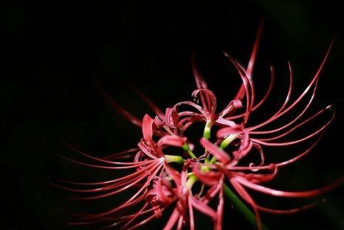 表示思念的花花语是什么？为什么这种花代表着思念？
