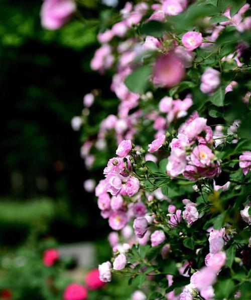 表示思念的花花语是什么？为什么这种花代表着思念？