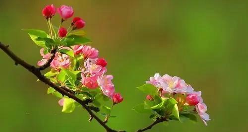 表示想念的花花语是什么？如何用花表达思念之情？