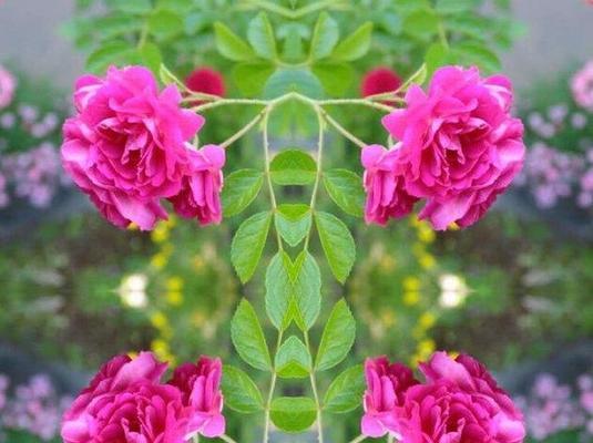 表示想念的花花语是什么？如何用花表达思念之情？