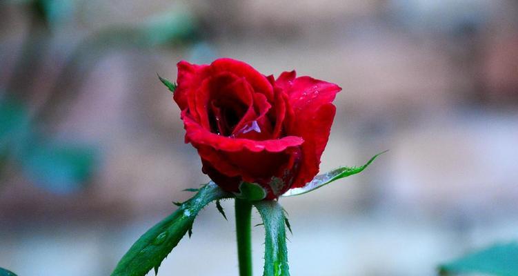 表示幸运的花花语是什么？幸运的花有哪些特点？