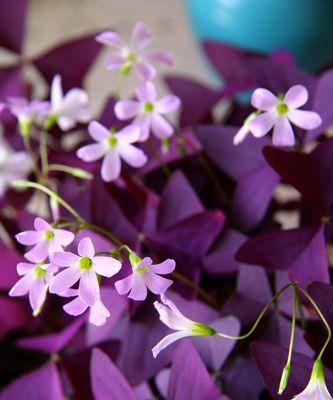 表示幸运的花花语是什么？幸运的花有哪些特点？