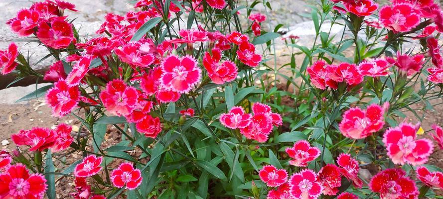 表示慵懒的花花语是什么?慵懒的花有哪些特点?
