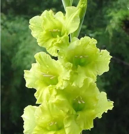 表示忧郁的花花语是什么？为什么这种花会代表忧郁？