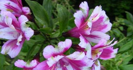 表示友谊的花花语是什么？如何用花表达友谊？