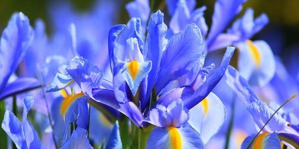 表示自由的花花语是什么？自由的花象征着什么含义？