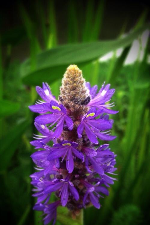 表示自由的花花语是什么？自由的花象征着什么含义？
