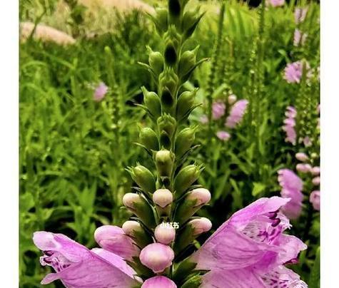 表示自由的花花语是什么？自由的花象征着什么含义？