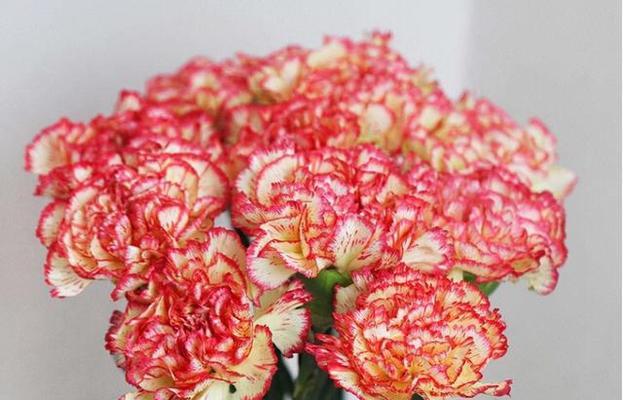 表示尊敬老师的花花语是什么？如何选择合适的花来表达敬意？