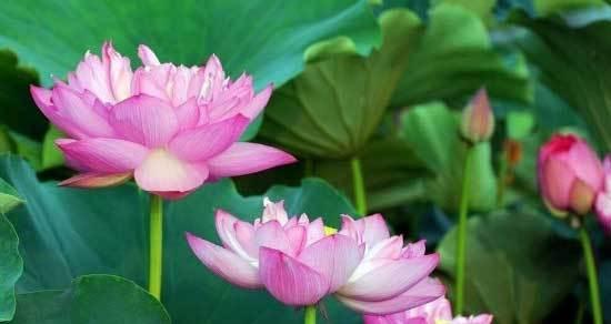 表示尊敬师长的花花语是什么？哪种花代表对师长的尊敬？