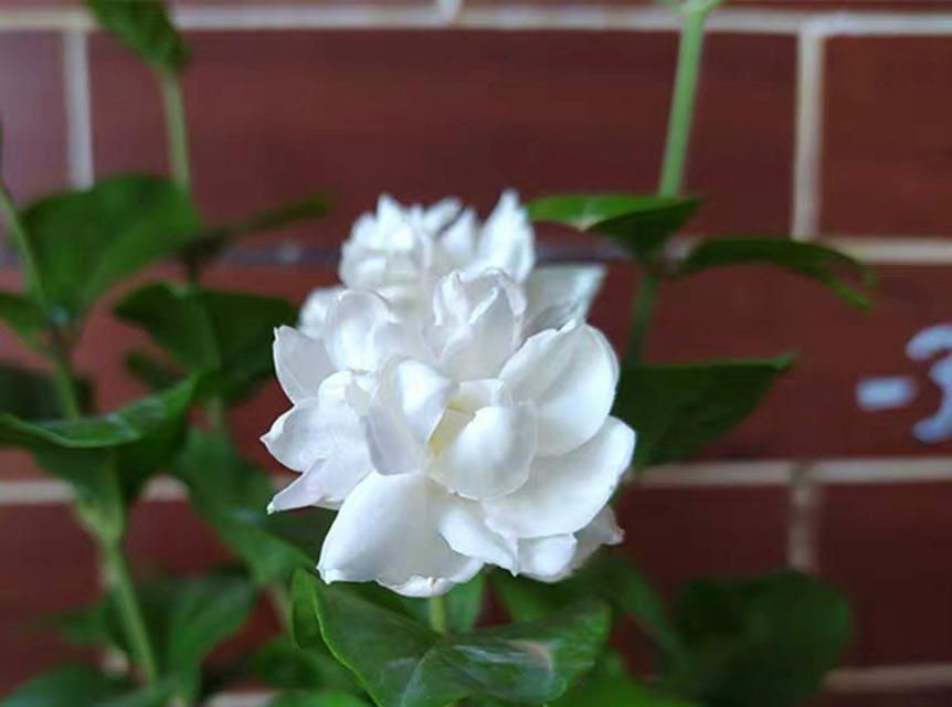 表示尊重的花花语是什么？如何用花表达尊重？