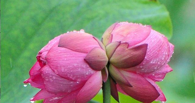 并蹄莲的花语是什么？如何正确解读并蹄莲的象征意义？