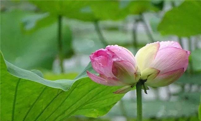 并蹄莲的花语是什么？如何正确解读并蹄莲的象征意义？