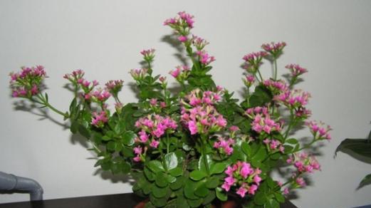 长寿花有哪些颜色？不同颜色长寿花的花语是什么？