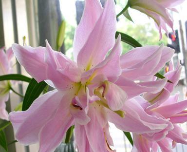 不同颜色的百合花代表什么？各色百合花语详解？