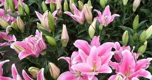 不同颜色的百合花代表什么？各色百合花语详解？