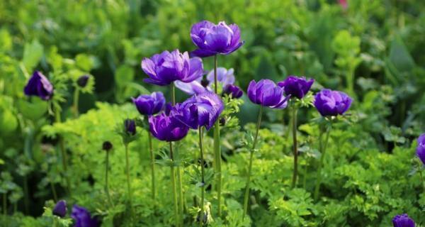不同颜色银莲花花语是什么？各颜色代表什么含义？