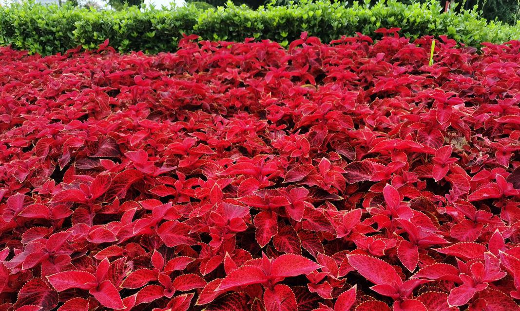 彩叶草会开花吗？它的花语和寓意是什么？
