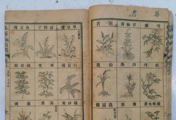 草本植物是什么意思？有哪些常见种类？