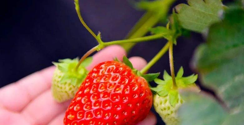 草莓代表的生肖是什么？草莓与生肖之间有何联系？