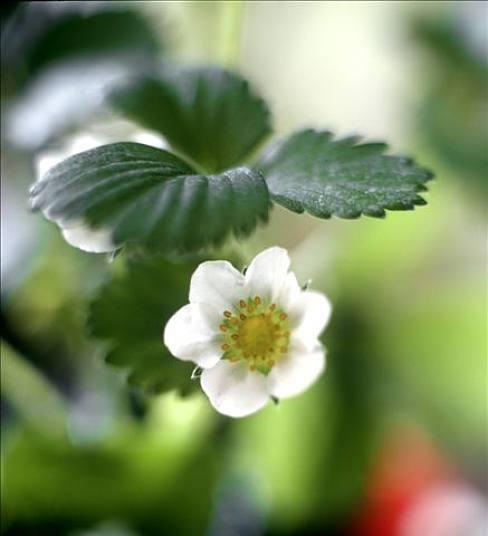 草莓花代表什么意思？花语背后的含义是什么？