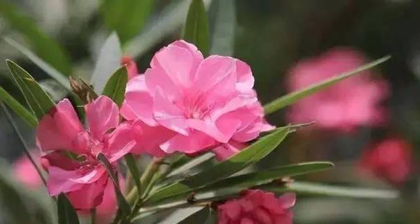 侧柏开花的花语和寓意是什么？