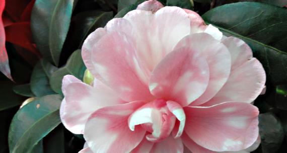 茶花象征意义是什么？代表着什么含义？