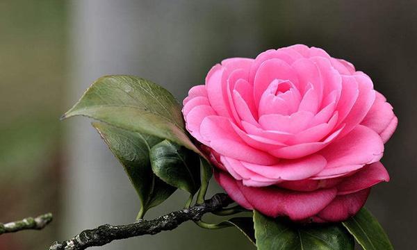 茶花的花语是什么？茶花寓意着什么含义？