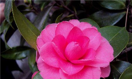 茶花的花语是什么？茶花寓意着什么含义？