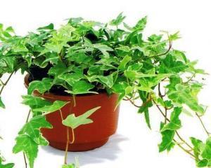 常春藤在风水中代表什么？如何利用常春藤改善家居风水？