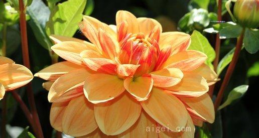 橙色风信子的花语是什么？它代表了哪些意义？