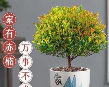 赤楠盆景风水寓意是什么？最佳摆放位置在哪里？
