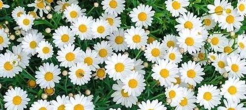雏菊的花语是什么？它在不同文化中代表什么含义？