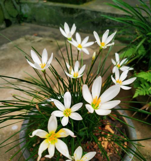 葱花的花语是什么意思？葱花寓意有哪些含义？