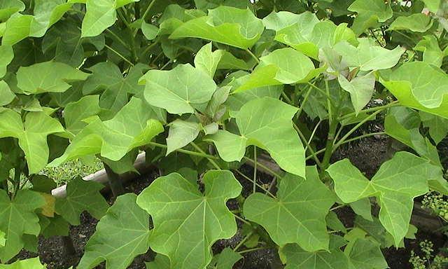 大戟科植物有哪些代表种类？它们的主要特征是什么？