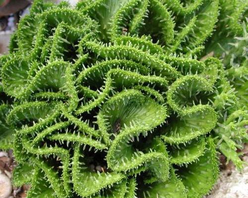 大戟科植物有哪些代表种类？它们的主要特征是什么？