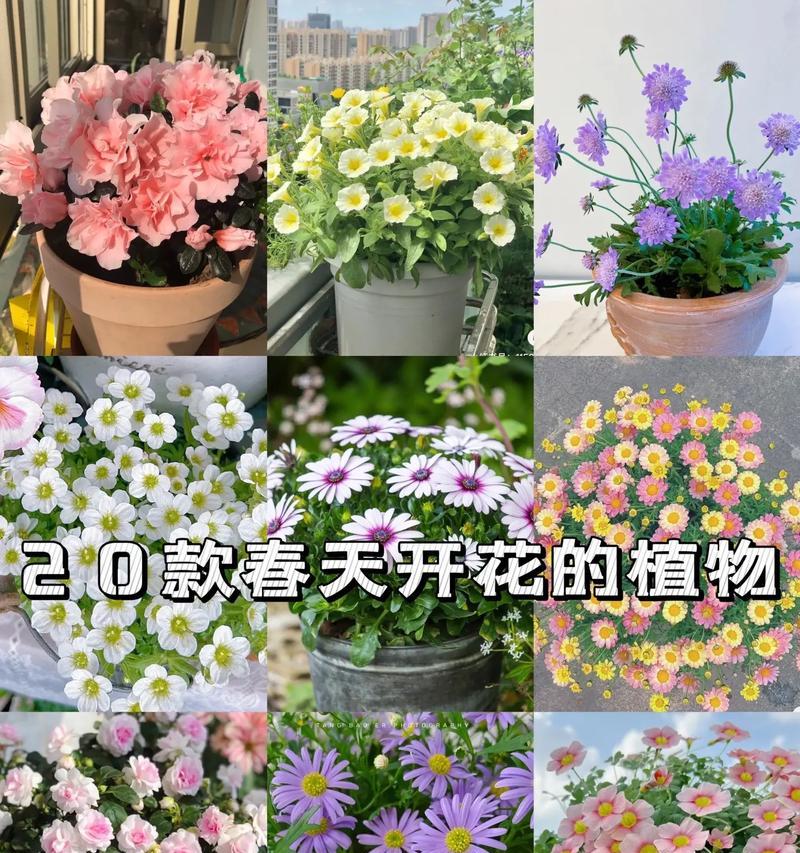 春天来了，哪些植物花卉代表了春天的到来？