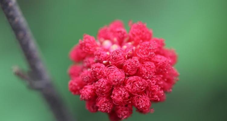 春天来了，哪些植物花卉代表了春天的到来？