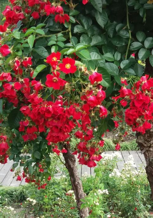 代表党的花象征着党的精神的是什么花？